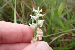 Spiranthes praecox