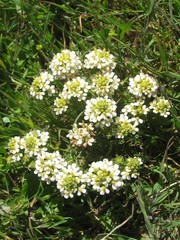 Triphysaria floribunda