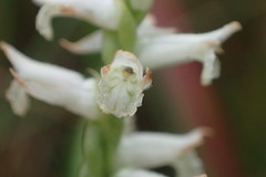 Spiranthes praecox
