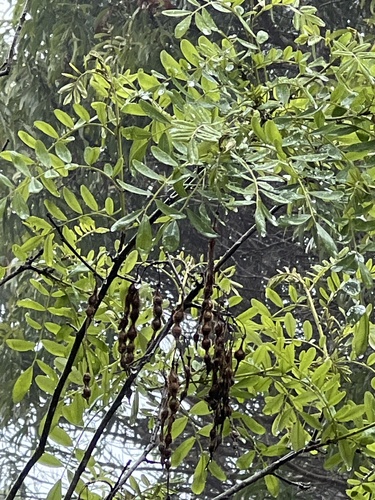 Sophora chrysophylla observed 2024-03-03