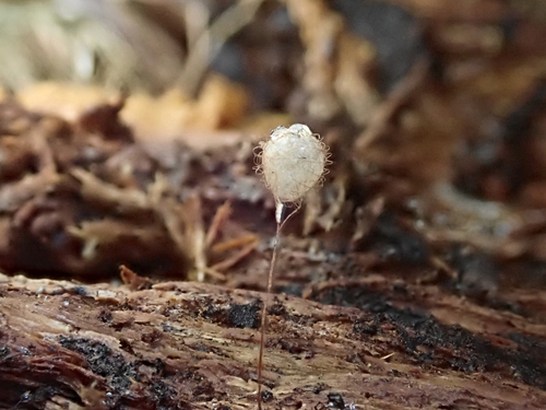 Hooked Tuberculate Pirate Spider