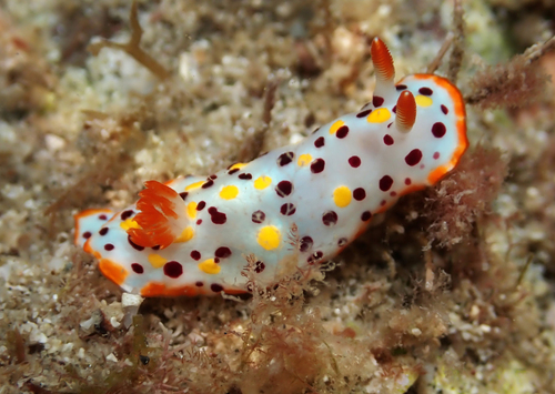 Norris' Chromodorid