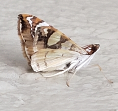 Glyphodes sibillalis