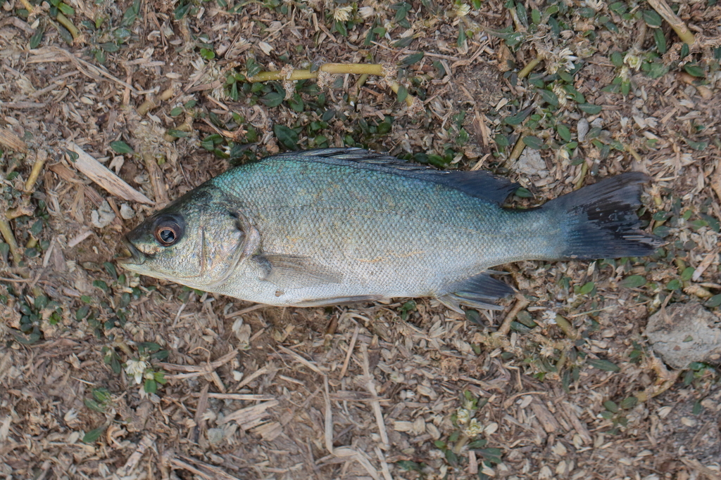 Barcoo grunter (Scortum barcoo) — Terapontidae