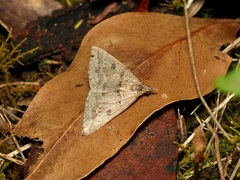 Dichromodes mesogonia