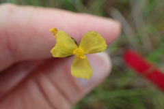 Xyris ambigua