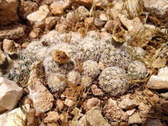 Pediocactus bradyi