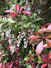 Pieris