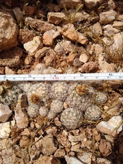 Pediocactus bradyi