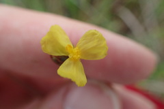 Xyris ambigua