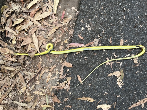 Common Tree Snake sighting