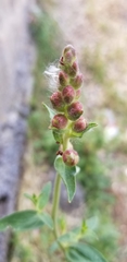 Antirrhinum graniticum