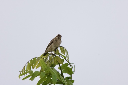 Reichenow's Seedeater (Crithagra reichenowi), photo 2