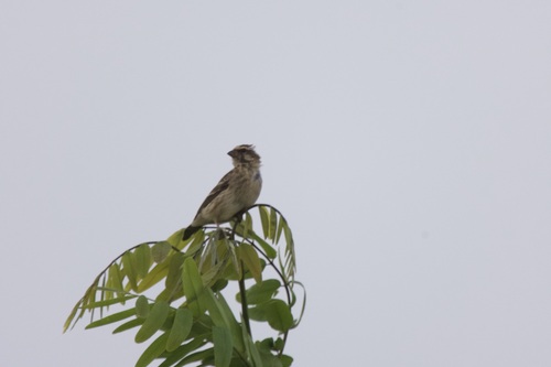 Reichenow's Seedeater (Crithagra reichenowi), photo 9