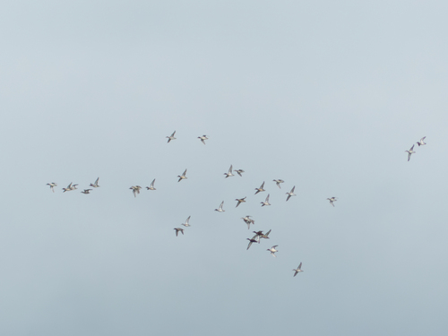 iNaturalist observation photo of Cinnamon Teal
