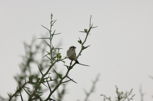 Reichenow's Seedeater (Crithagra reichenowi), photo 10