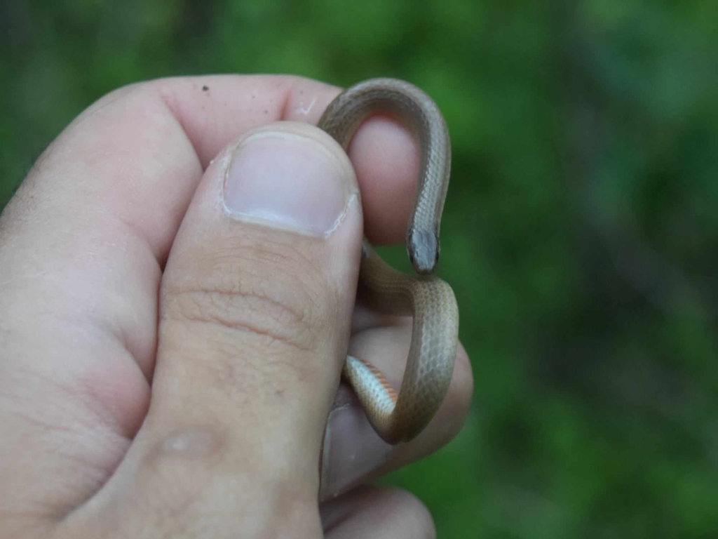 Flat-headed Snake from New Braunfels, TX, USA on March 3, 2024 by Chris ...