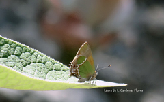 Callophrys xami