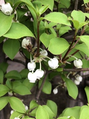 Enkianthus perulatus