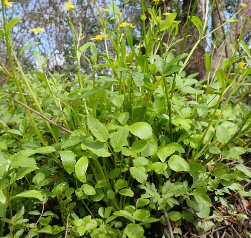 Image of Ranunculus septentrionalis by (c) mfeaver, some rights reserved (CC BY)