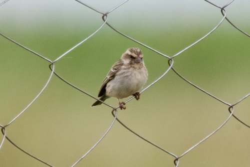Reichenow's Seedeater (Crithagra reichenowi), photo 5