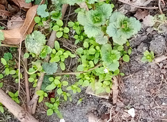 Stellaria media