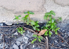 Stellaria media