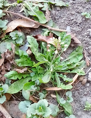 Capsella bursa-pastoris