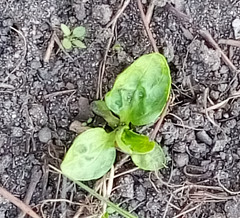 Plantago major