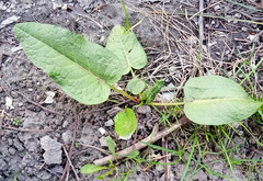 Rumex obtusifolius