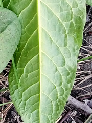 Rumex obtusifolius