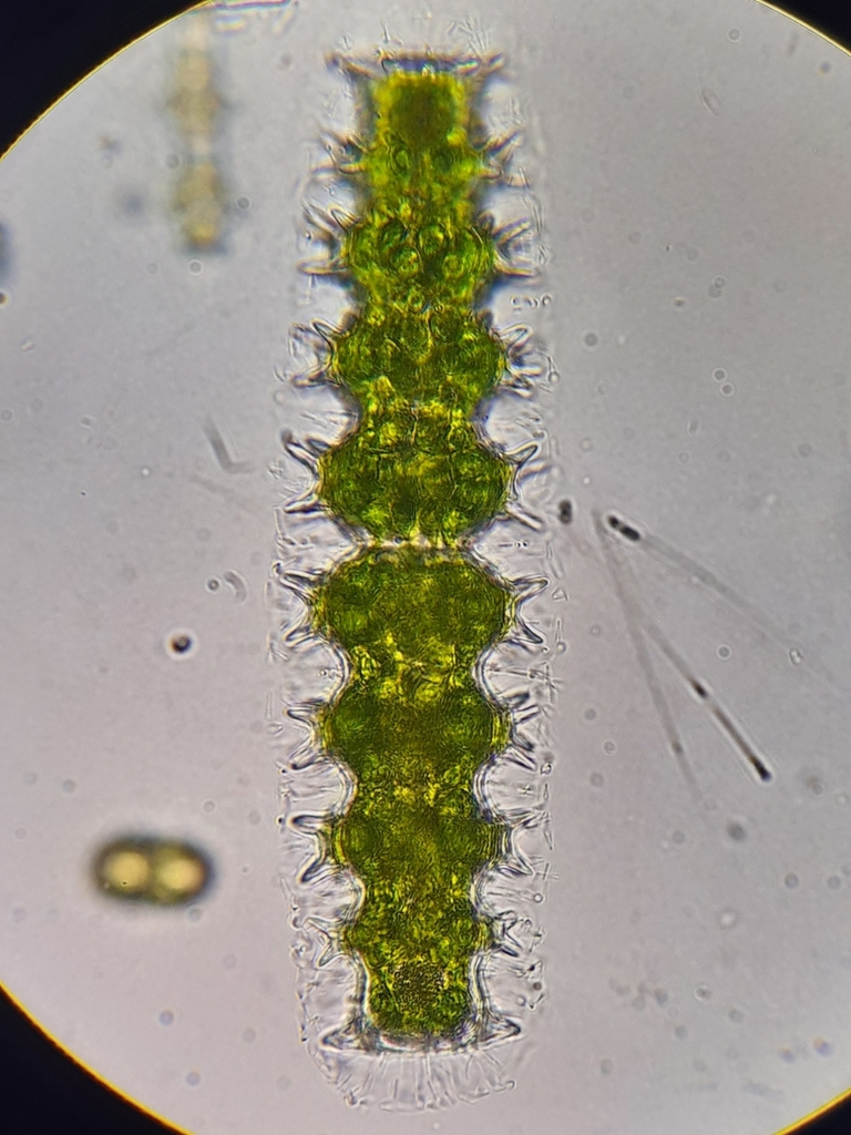 Pleurotaenium kayei