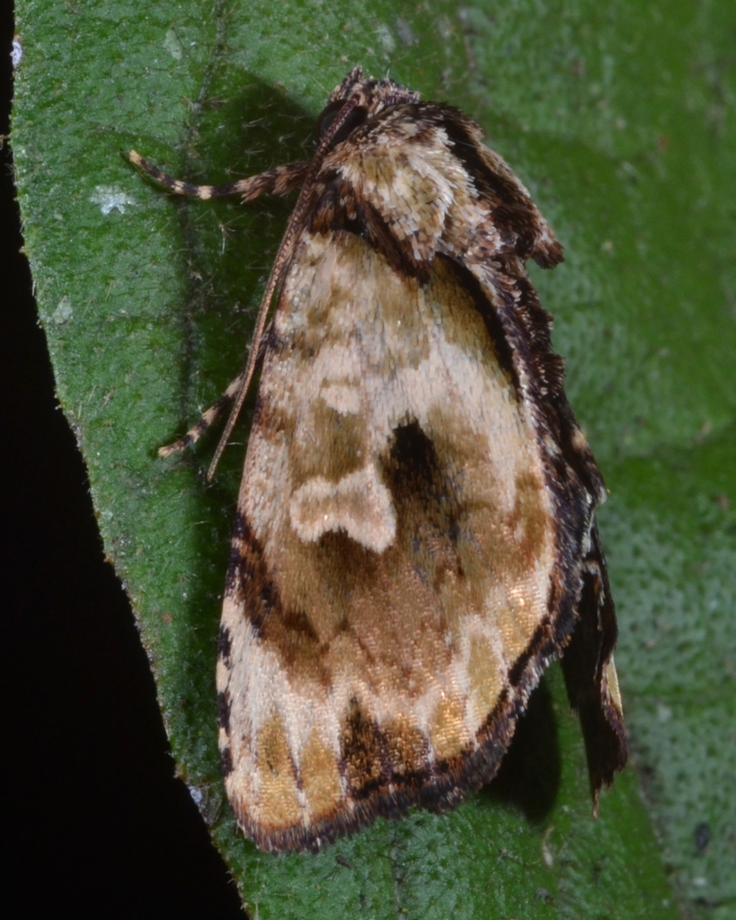 Drobeta fuscosa
