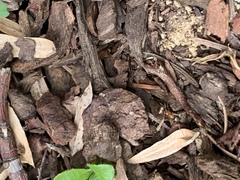 Liometopum occidentale