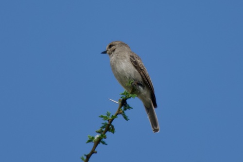 African Grey Flycatcher (Bradornis microrhynchus), photo 6
