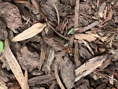 Liometopum occidentale