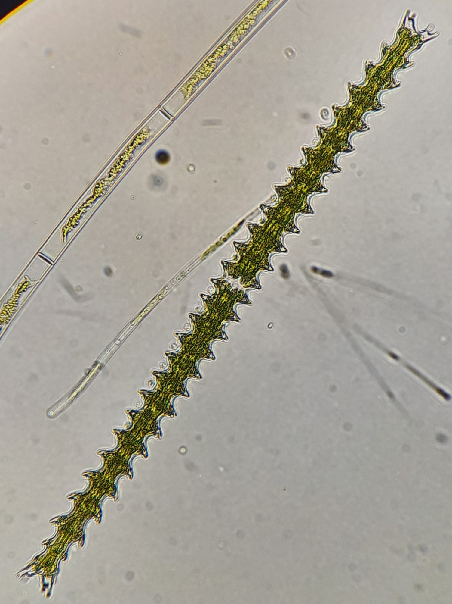 Triploceras gracile (Triploceras gracile)
