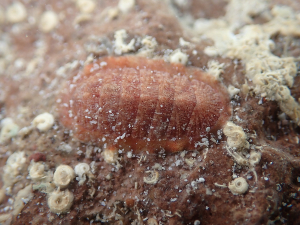 Lepidozona serrata