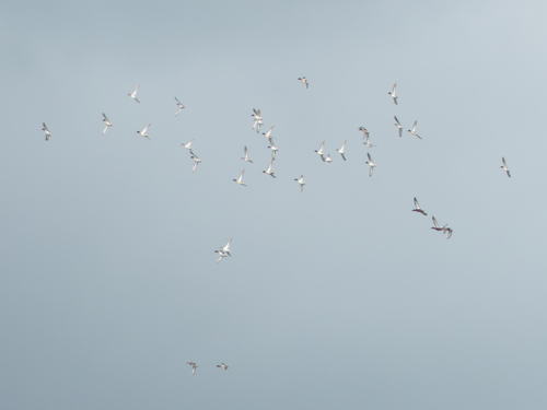 iNaturalist observation photo of Green-winged Teal