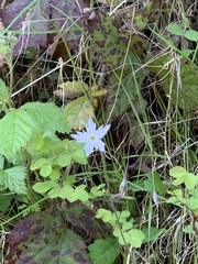 Lithophragma heterophyllum