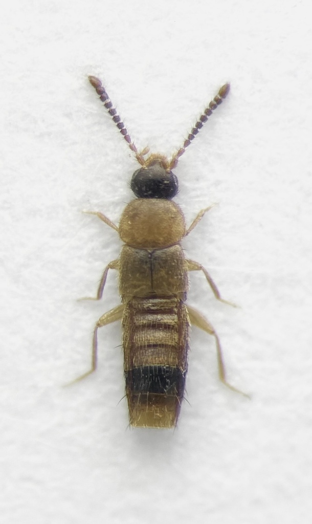 Mocyta scopula