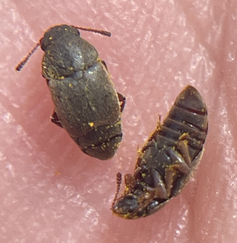 Amartus rufipes