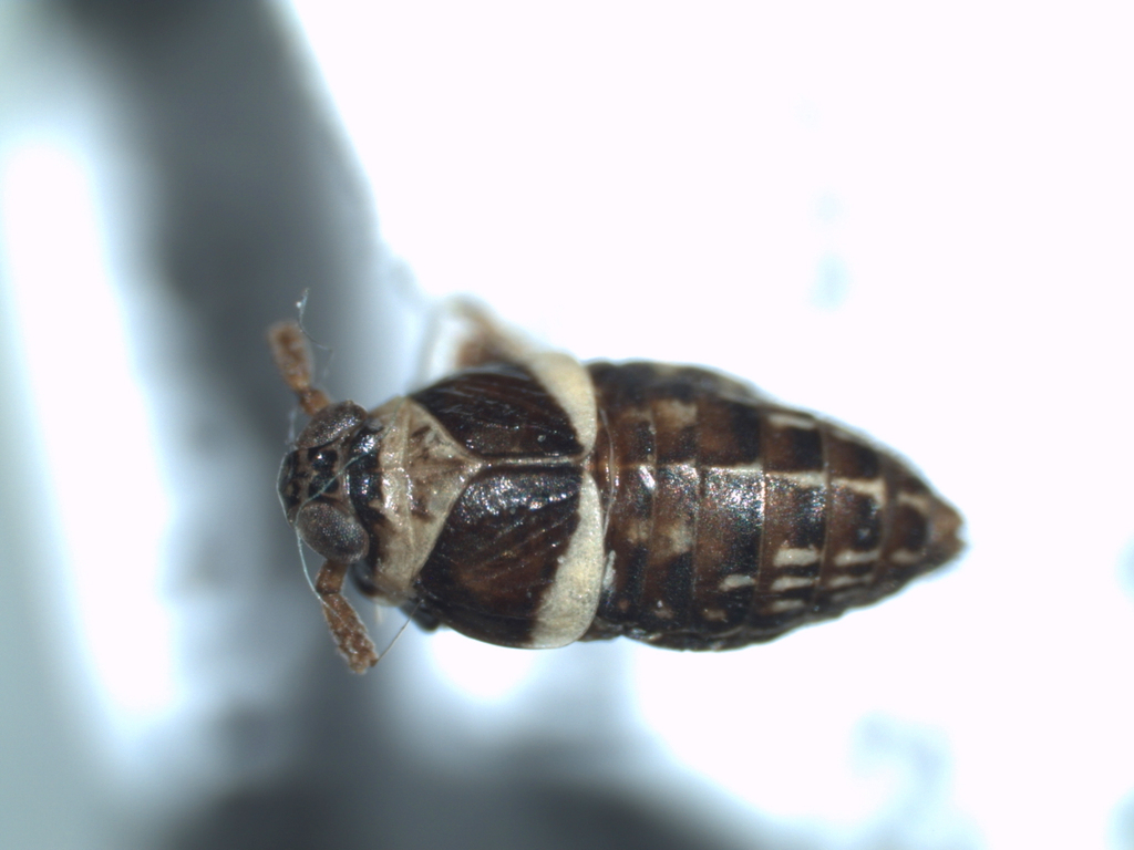 Pissonotus flabellatus