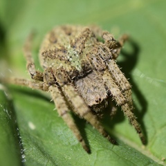 Araneus andrewsi
