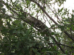 Dracaena paraguayensis