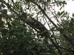 Dracaena paraguayensis