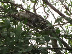 Dracaena paraguayensis