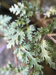 Sanicula saxatilis