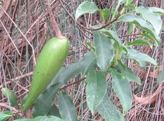 Strophanthus divaricatus