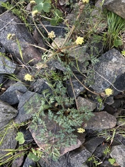 Sanicula saxatilis